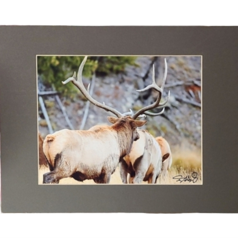 Bull Elk & Cow Professional Photograph With Matte Signed P Unframed